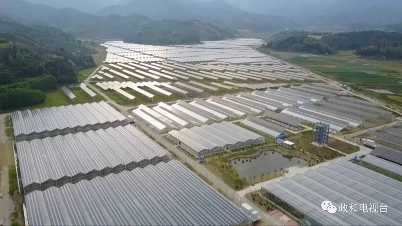 福建现代农业：绿色生态与科技融合的典范
