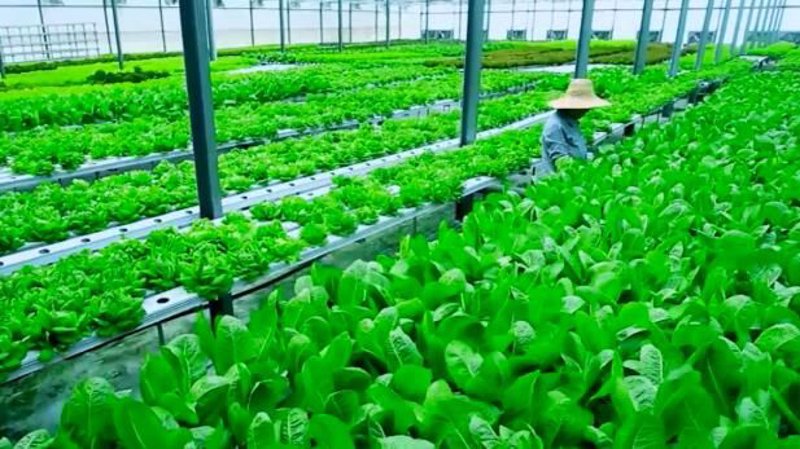 农产品深加工:让传统农业焕发出新生机
